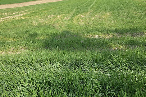 Комплекс для домашнего хозяйства Видовица: 4