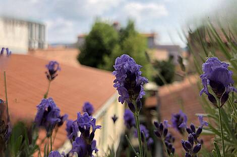 Четырёхкомнатная квартира в центре Копера: 1